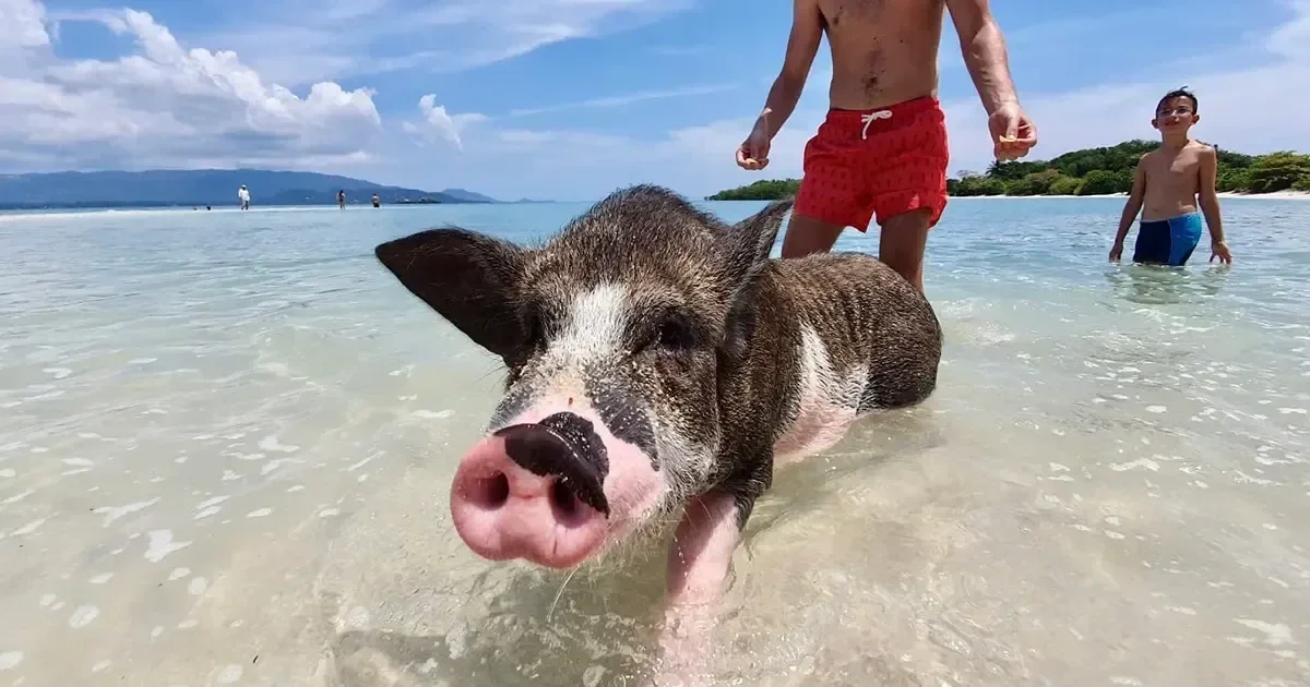 Tour de snorkel a Pig Island en speed boat