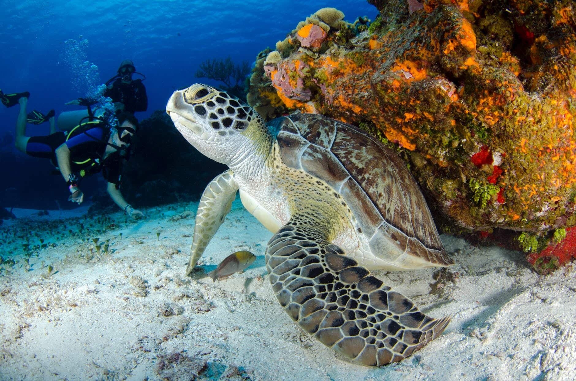 Buceo en Koh Tao desde Koh Samui en español