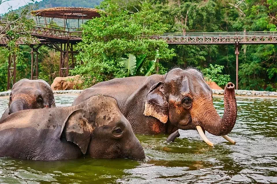 Tour a santuario de elefantes en Koh Samui