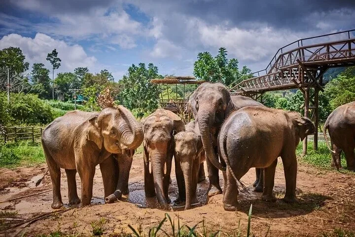Santuario de elefantes ético y responsable en Koh Samui