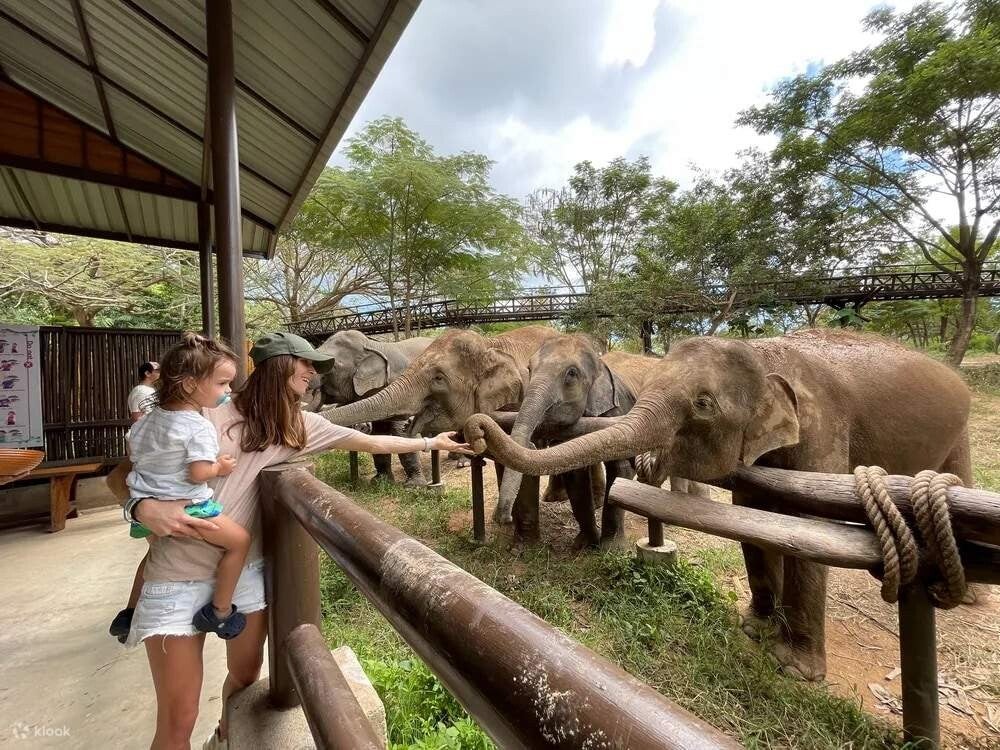 Santuario ético de elefantes en Tailandia