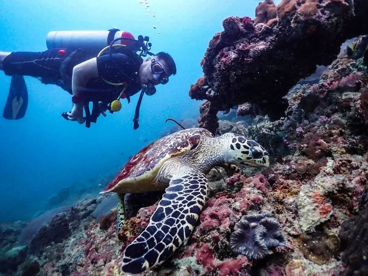 Tour de buceo a Koh Tao desde Koh Samui