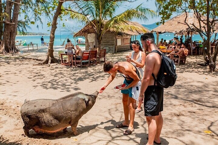 Tour a Pig Island