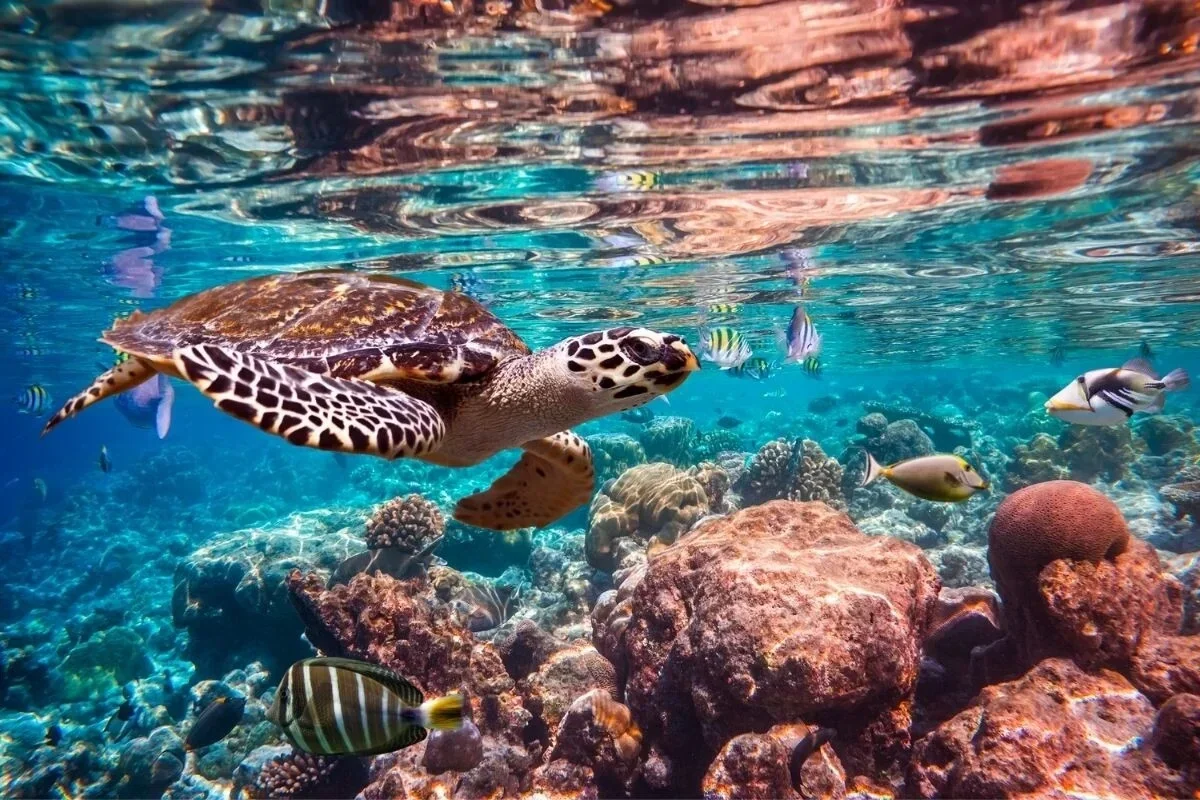 Tortugas marinas en Koh Tao