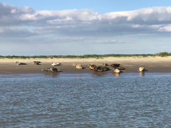 Zeehonden Boot tour Breskens Seals/Dolphin Safari by Speedboat