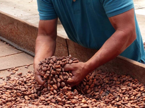 Premium 100% Ecuadorian Dark Chocolate – Bulk 2.5 KG