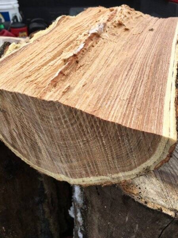 Kentucky Coffee Tree