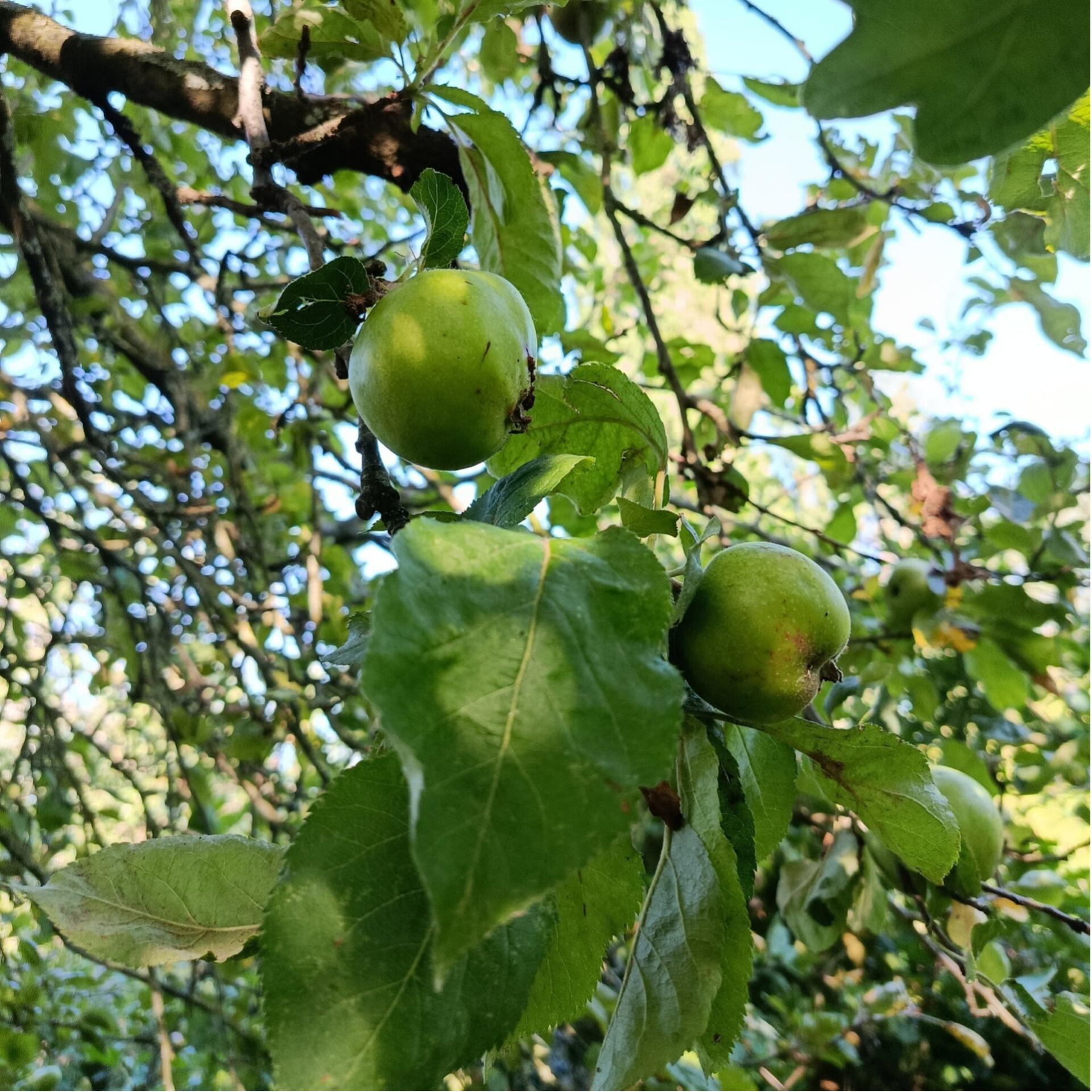 Fruit snoeien theorie