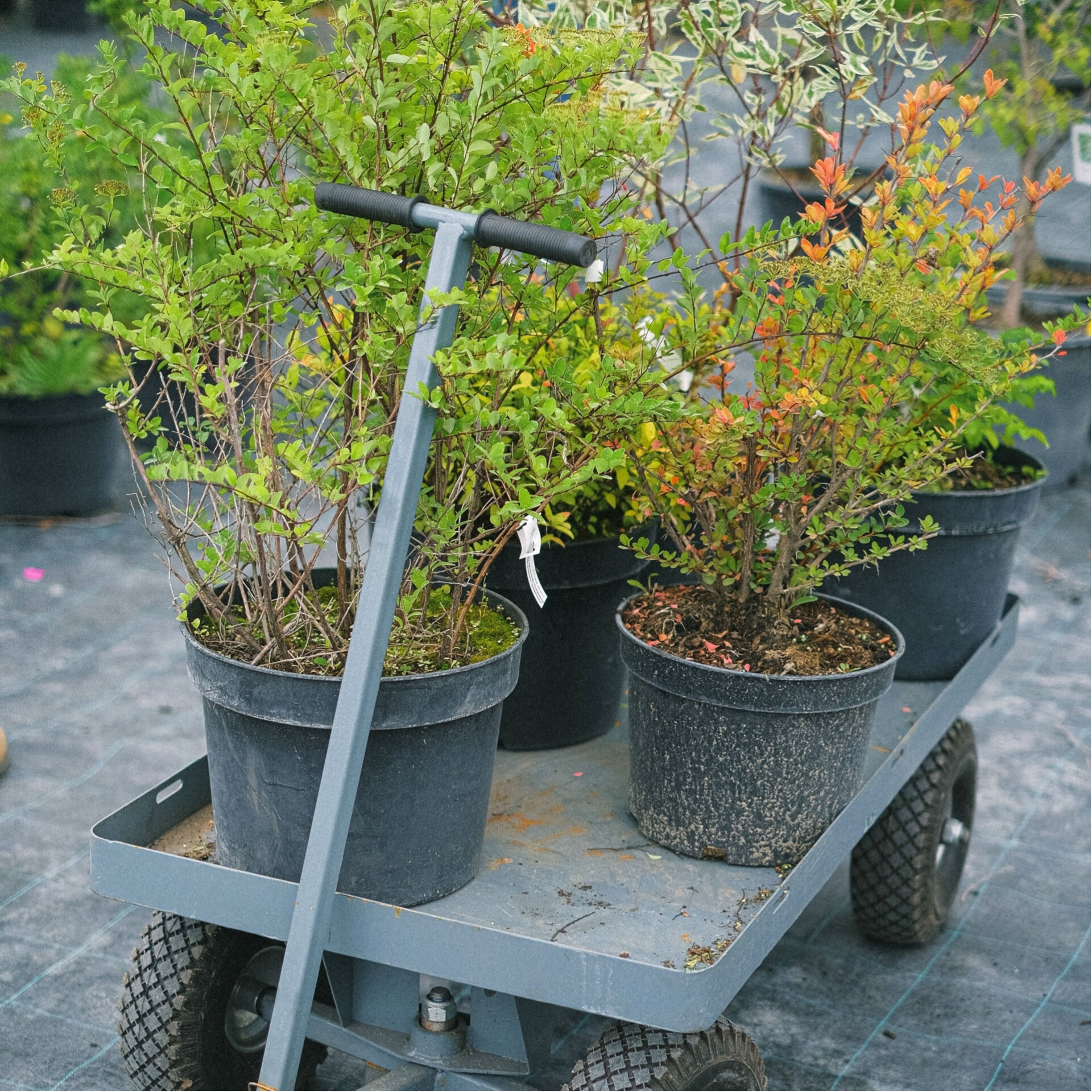 Module Plantenkennis