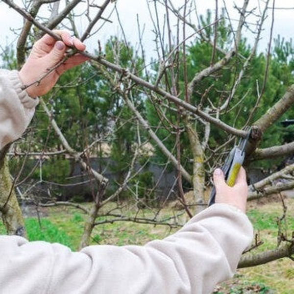 Fruit snoeien theorie en praktijk