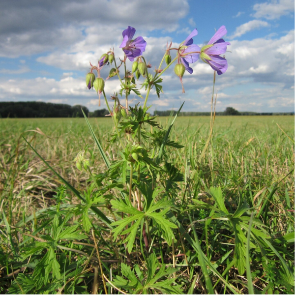 Zin en onzin van inheemse planten