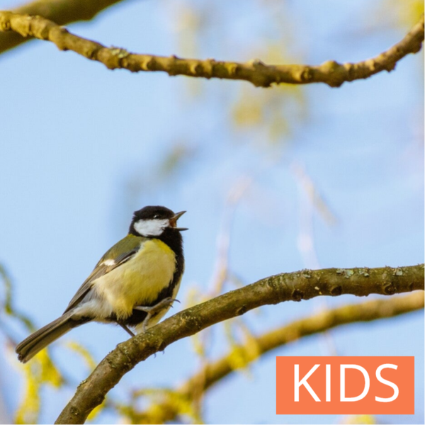 Lekkers voor vogels