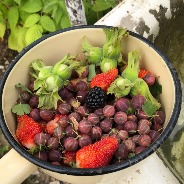 Eetbare tuin