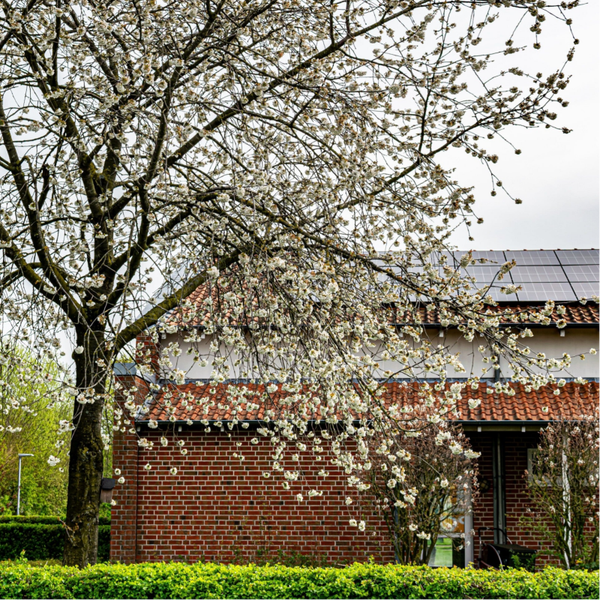 De juiste tuinboom kiezen