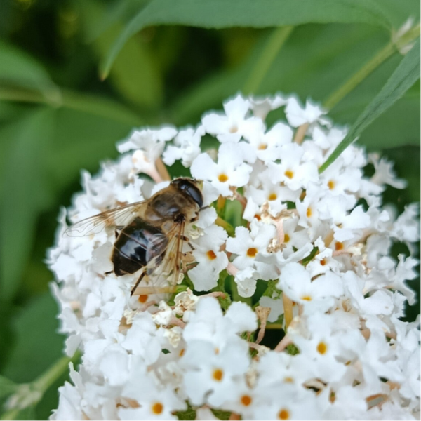 Bijen uitnodigen in je tuin