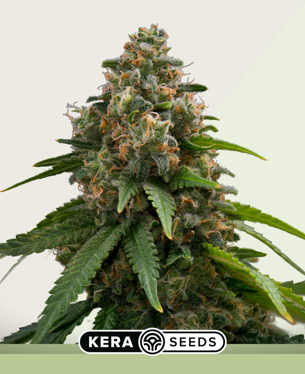 Amnesia Autoflowering