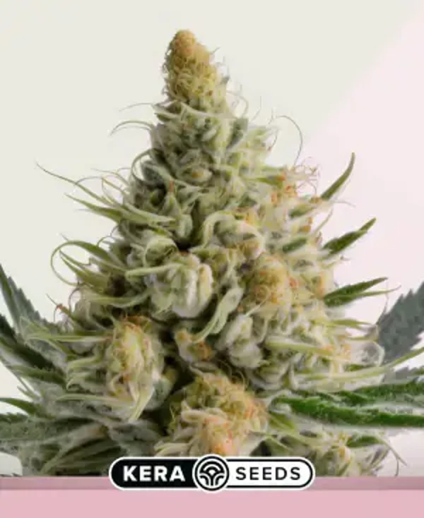 Bubblegum