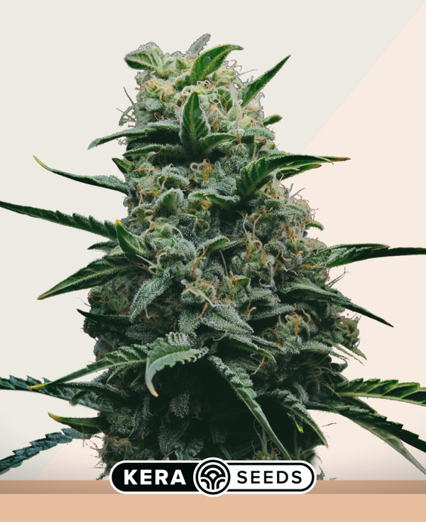 California Nuggets