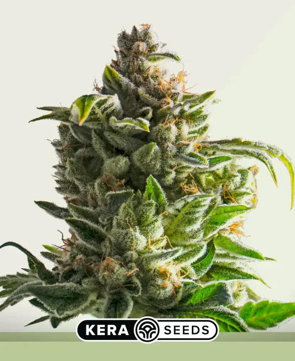 Crazy Bud Autoflowering