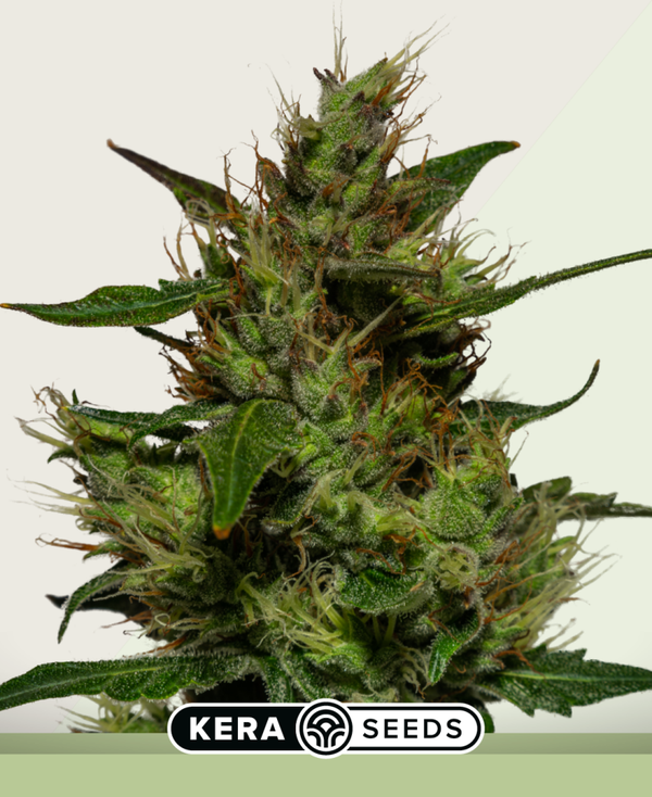 Critical Autoflowering