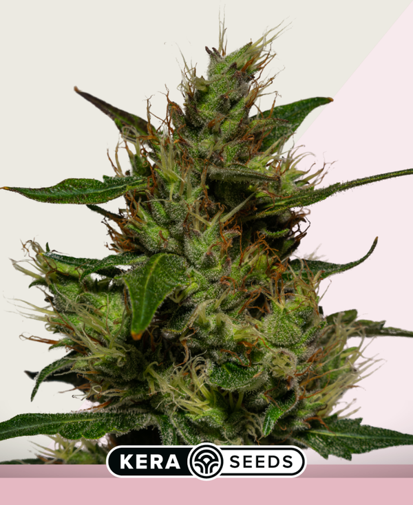 Critical