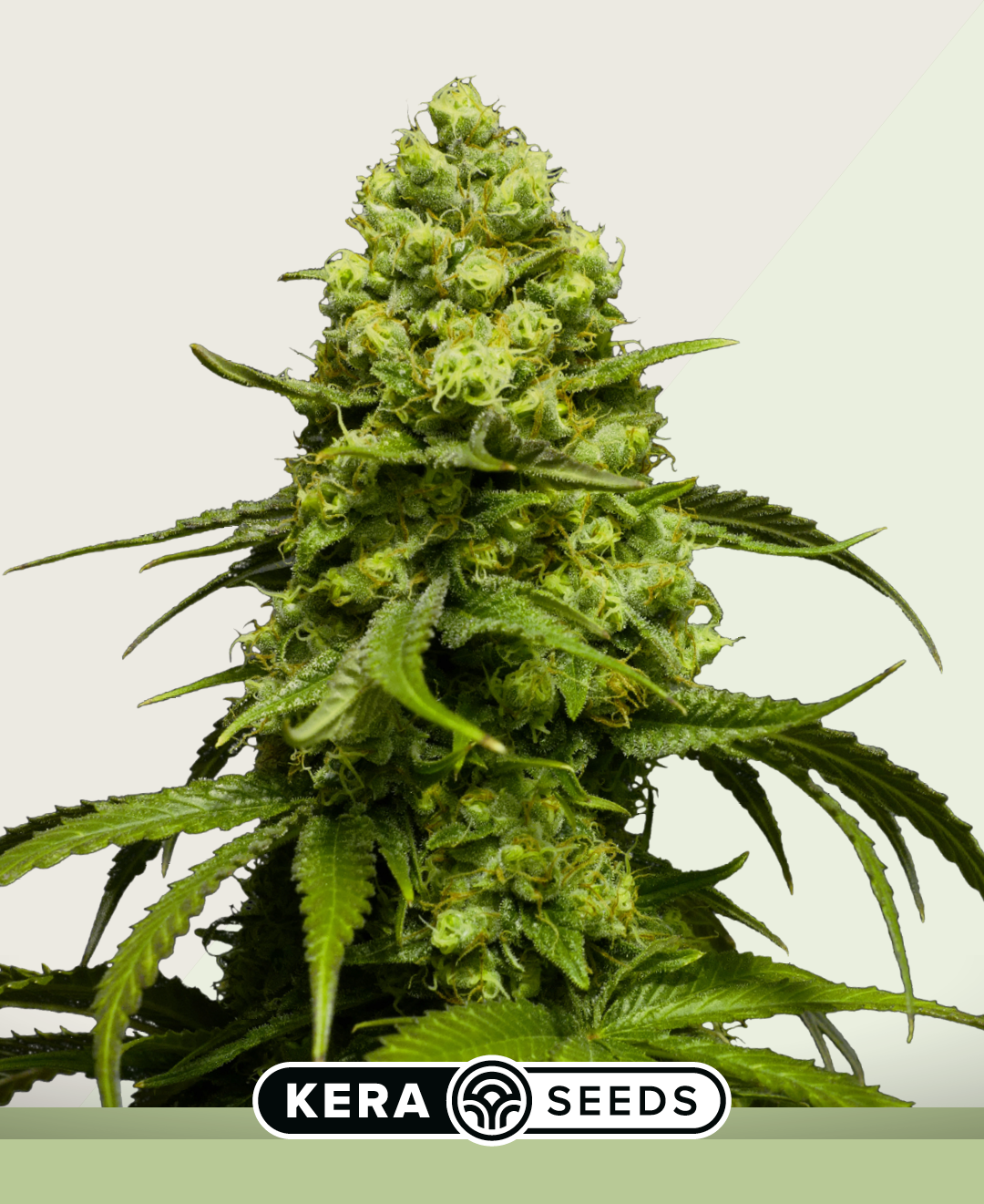 Dutch Power Autoflowering