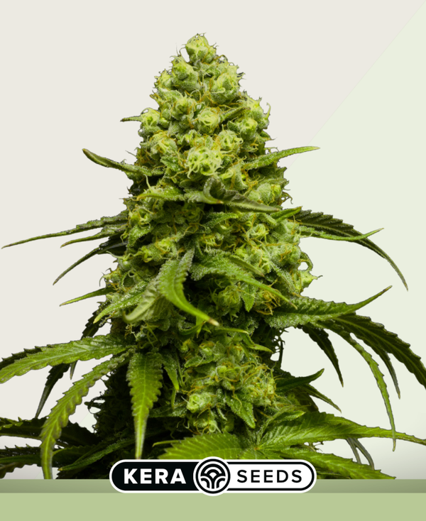 Dutch Power Autoflowering