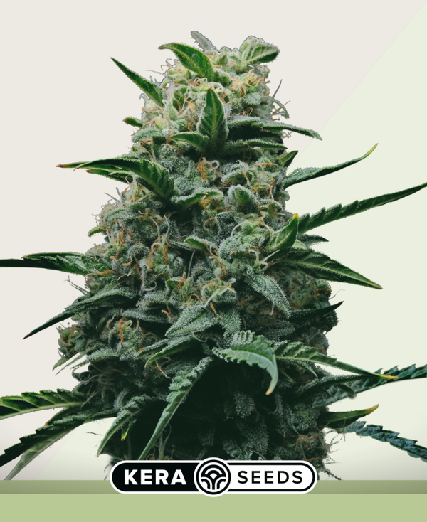 White Dwarf Autoflowering