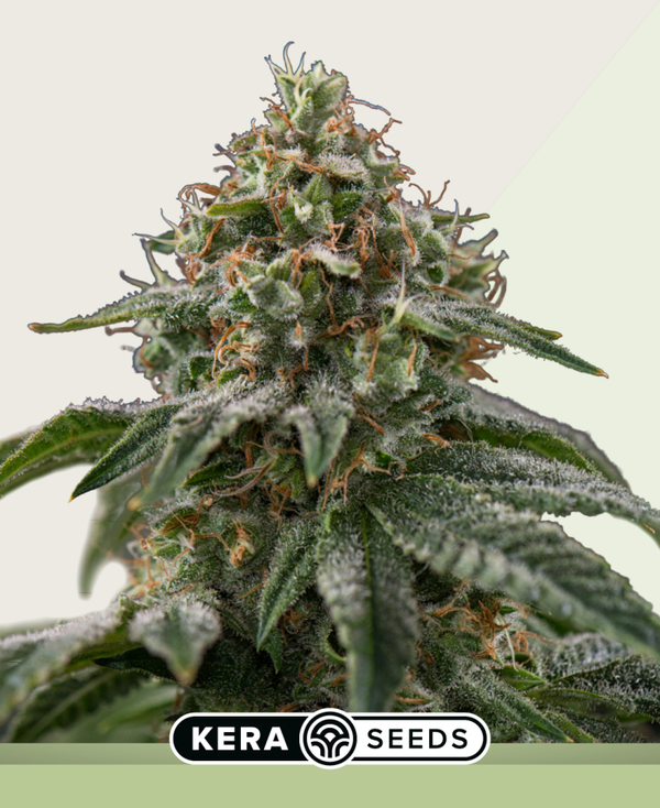 Green Bio Haze Autoflowering