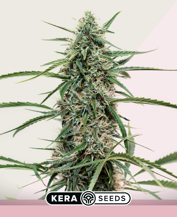 Hurricane Outdoor