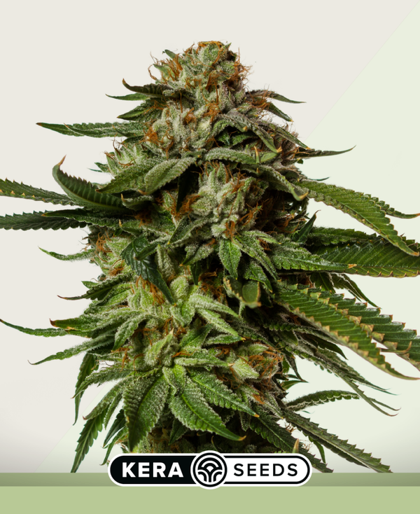 NLX Diamond Autoflowering