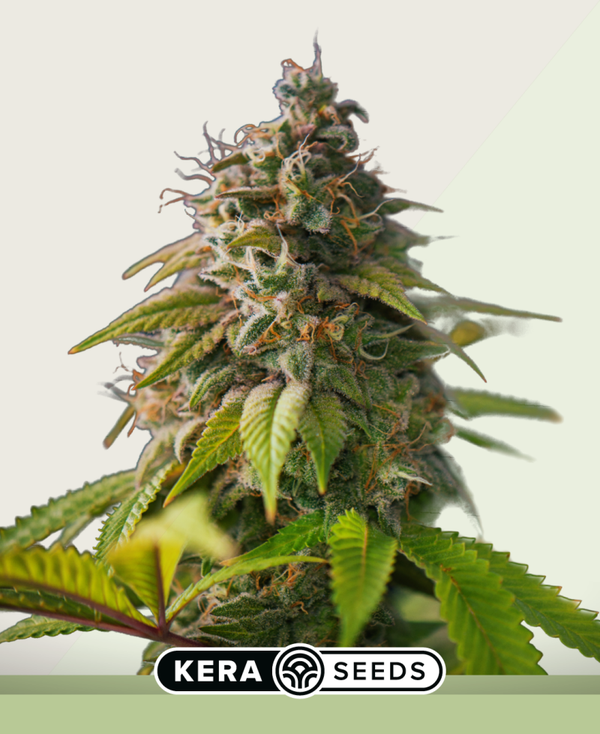 OG Kush Autoflowering