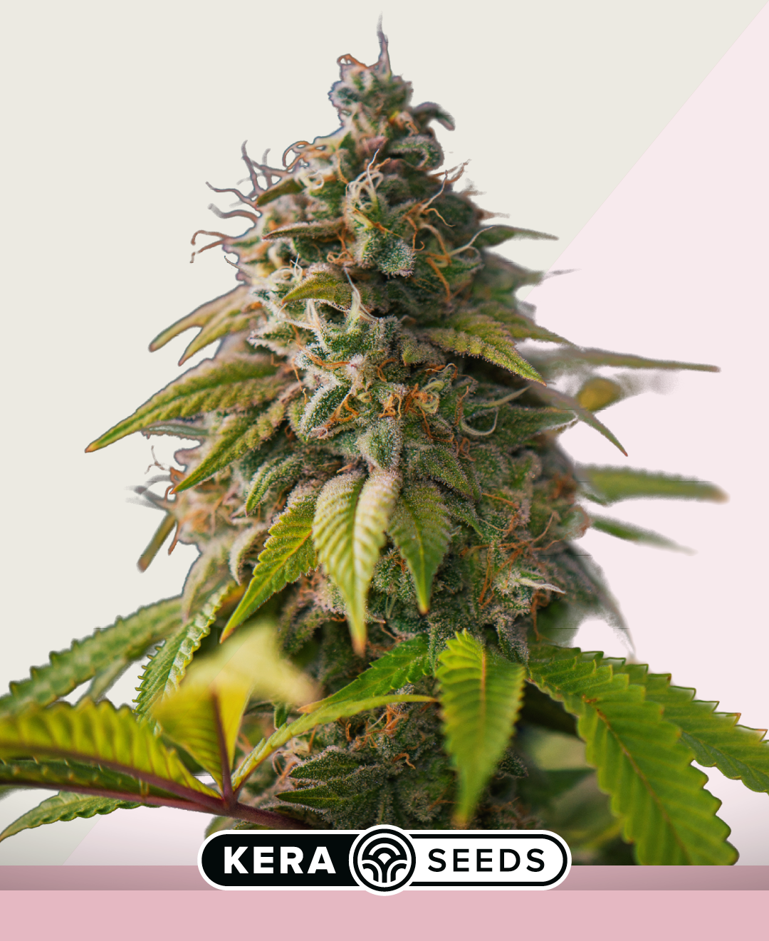 OG Kush