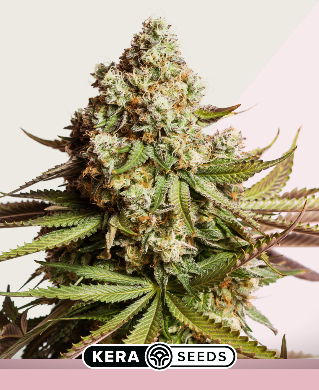Premium NY Diesel