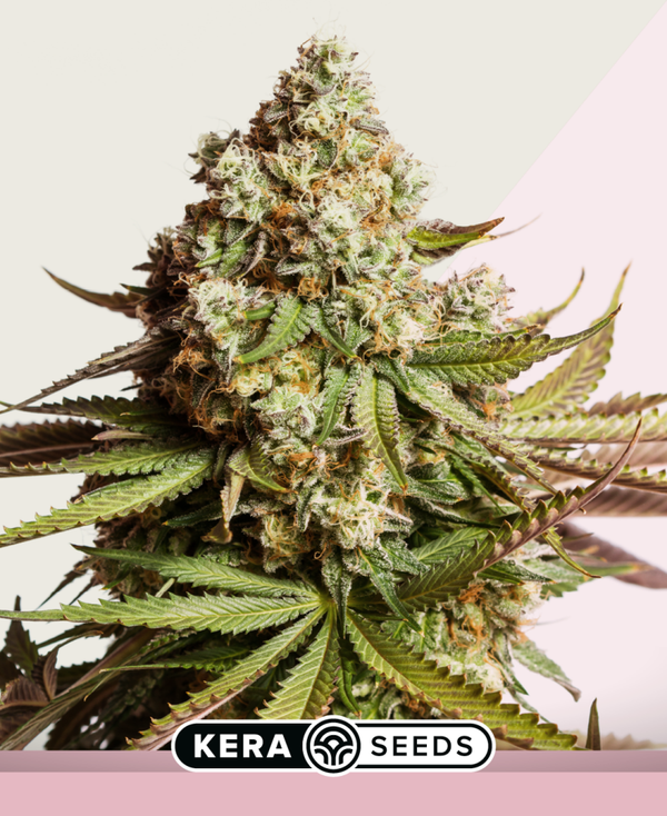 Premium NY Diesel