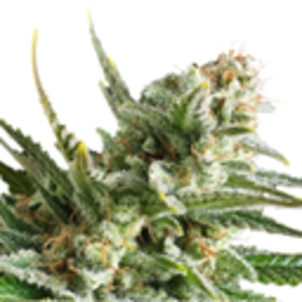 ROYAL AMNESIA GOLD