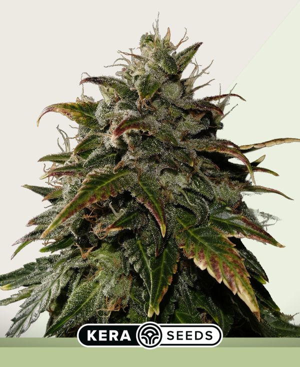 Royal Queen Diamond Autoflowering