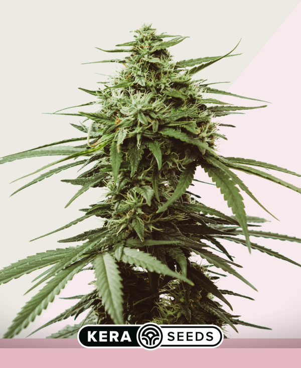 SKUNK