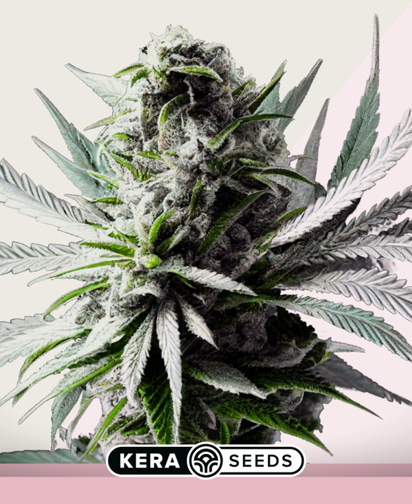 Super Silver Haze