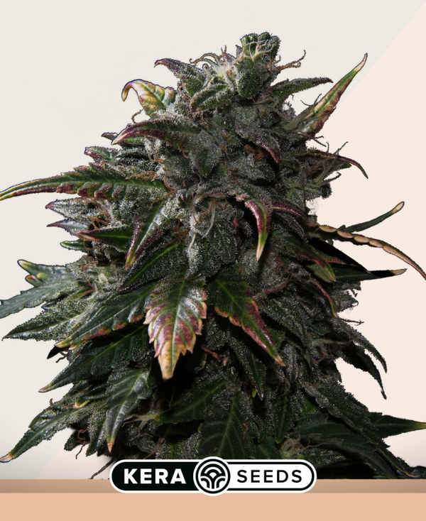 Tangerine Kush