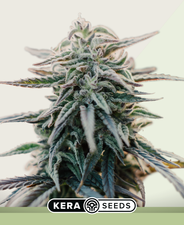 White Widow Autoflowering
