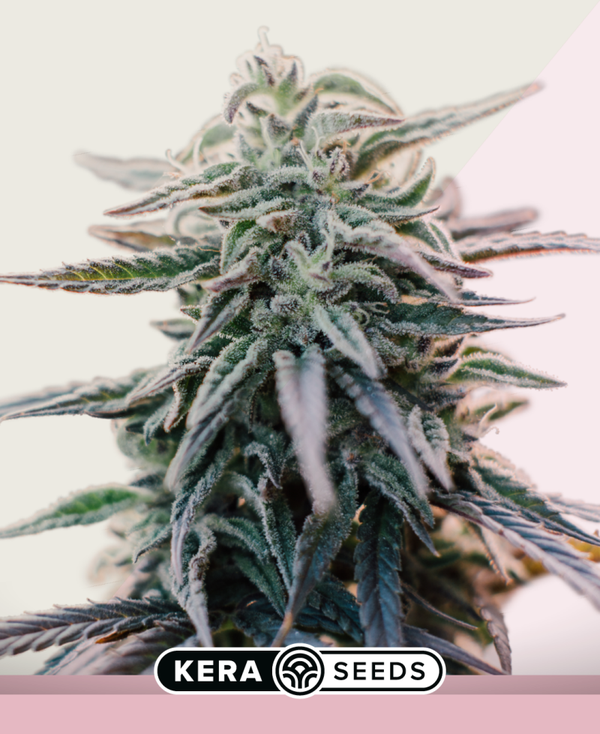 White Widow