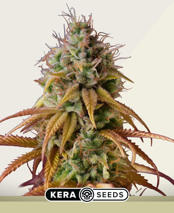 ZKITTELS AUTOFLOWER