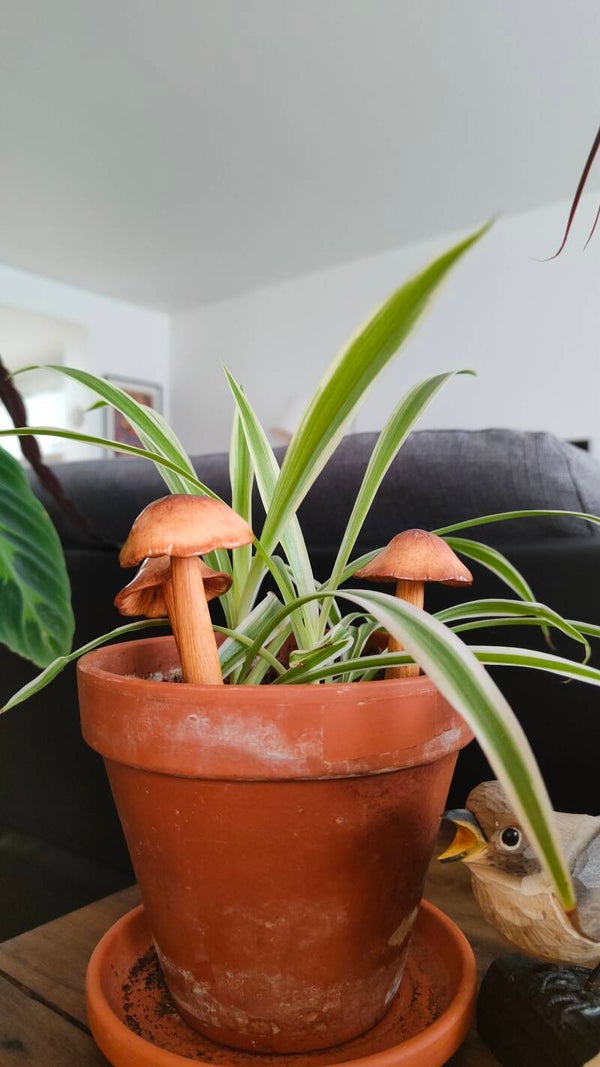 Les champignons à planter