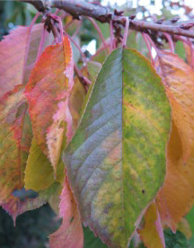 Spritzung mit chemischen Pflanzenschutzmittel