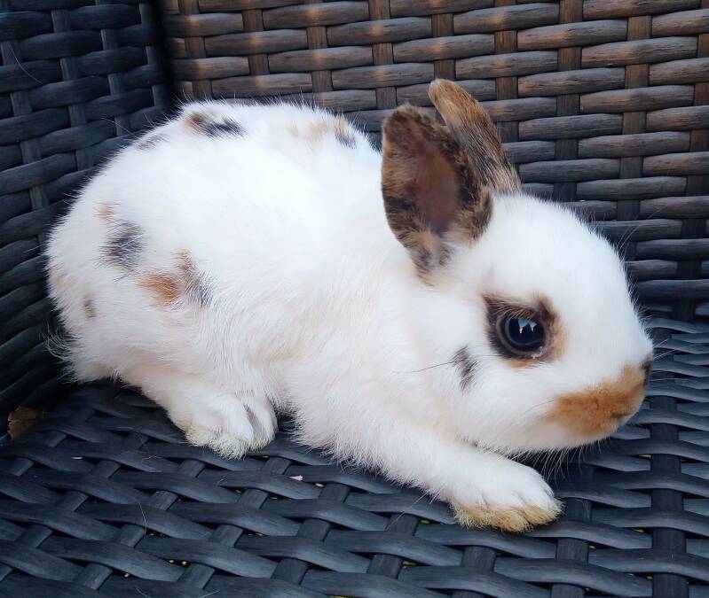 Voedster Lundy  status: zwanger 