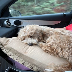 clarisse-op-kussen-auto-standard.jpg