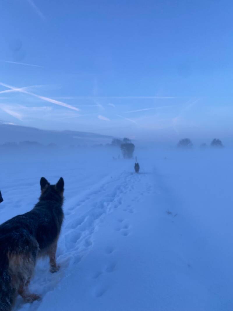 Honden sneeuw KJ
