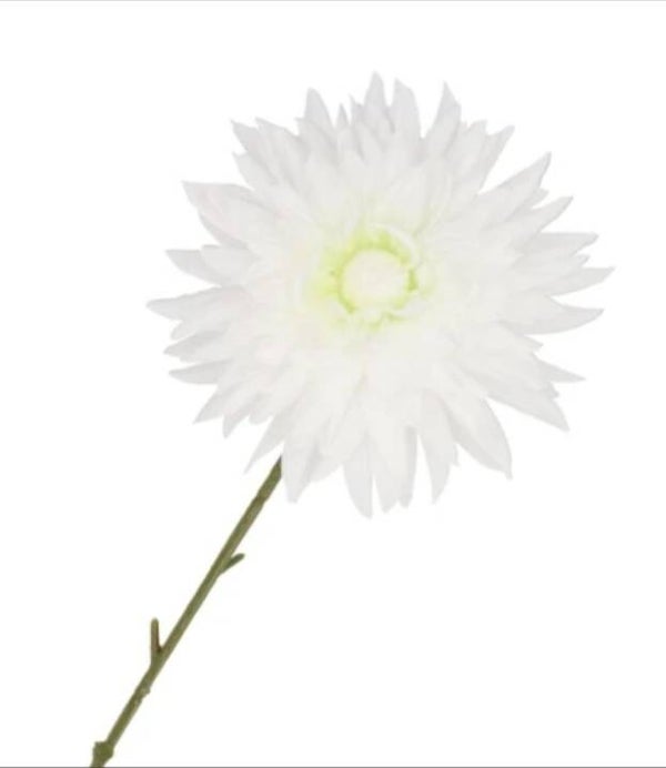 Point dahlia wit