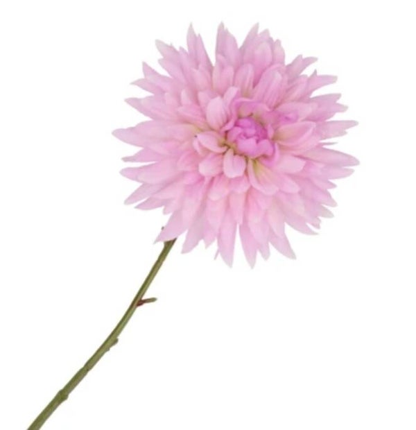 Point dahlia lichtroze